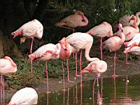 Flamands roses, Phoenicopterus roseus (ord Phoenicopteriformes) (fam Phoenicopterides) (Photo F. Mrugala) (02)